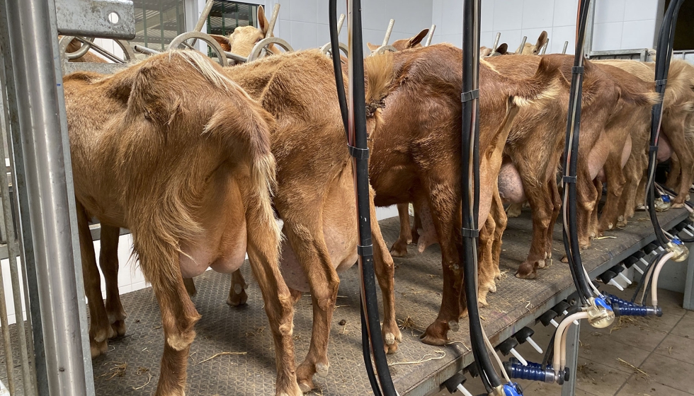 Ordeo en una explotacin de la raza caprina Malaguea