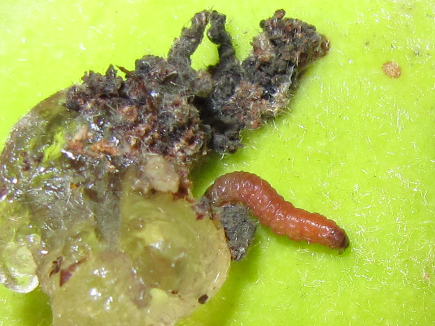 Larva de grafolita (Grapholita molesta). Fuente: IRTA