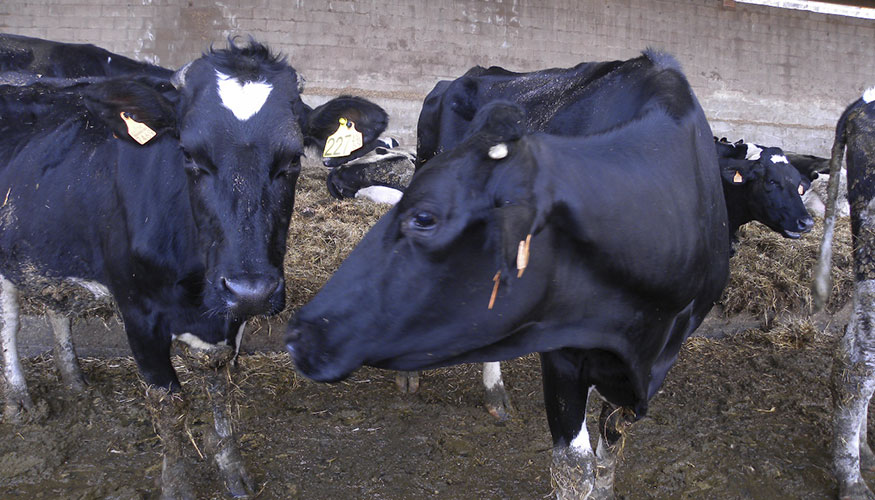 Ganado vacuno de leche