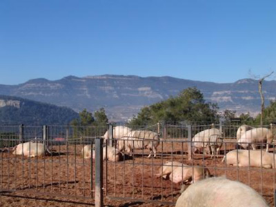 Cerdos en la granja de Aiguafreda en las adyacencias del Parc Natural del Montseny