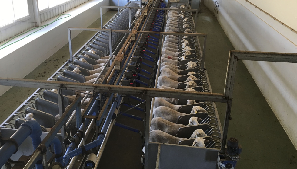 Orde�o en una explotaci�n de raza Manchega