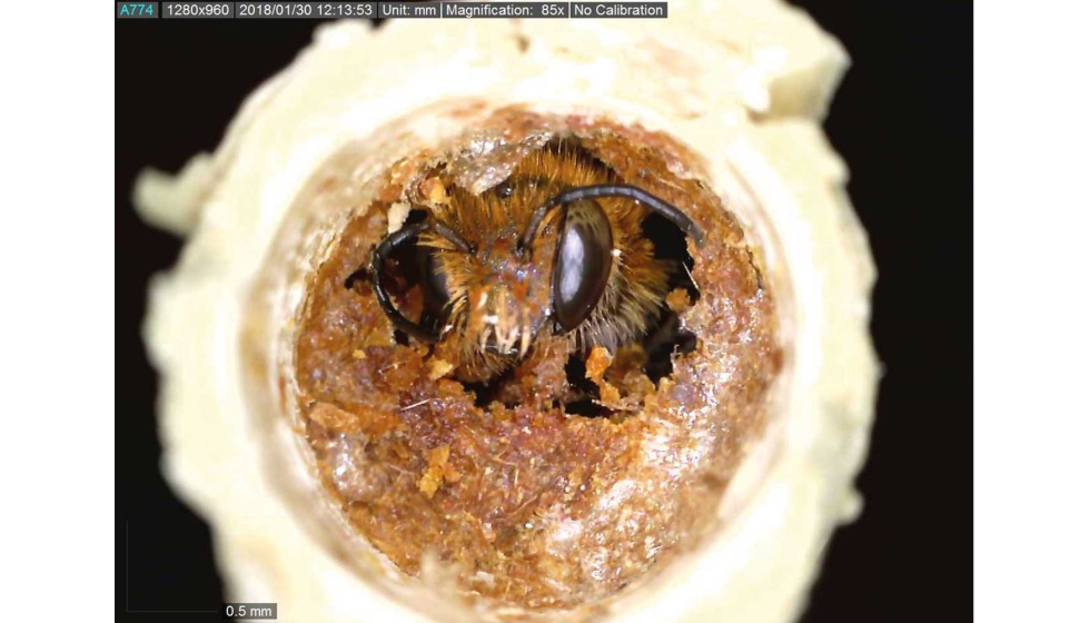 Detectan micotoxinas en polen de abeja para consumo humano en 28 países,  entre ellos España