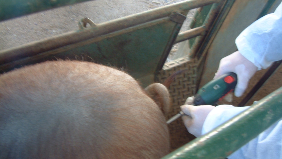 Foto 5. Toma de muestra de biopsias de los animales testigos. Autor: F. Lpez Gallego