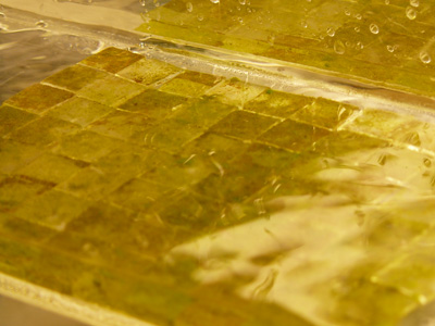 Detail of the biofilms of algae and bacteria used in the experiment