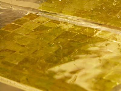 Detalle de los biofilms de algas y bacterias utilizados en el experimento