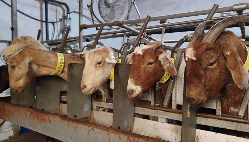 Cabras excretoras de 'Coxiella burnetii' con fiebre y apat�a tras haber abortado durante un brote cl�nico de fiebre Q...