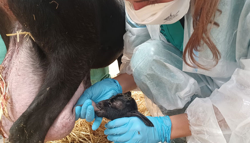 Nacimiento de cr�as d�biles a consecuencia de la infecci�n por 'Coxiella burnetii'