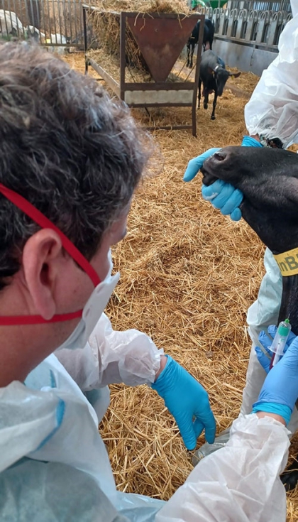 Toma de muestras sangu�neas para el an�lisis serol�gico