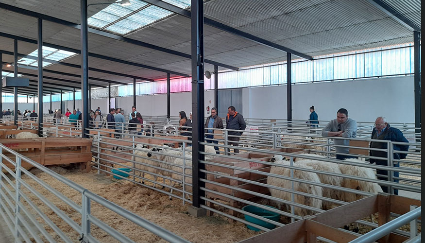Exposici�n de animales durante la XXXVI Feria Nacional de Ganado Ovino Selecto de Raza Churra