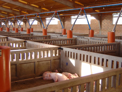 La lucha contra la salmonelosis porcina pasa por la puesta en marcha de medidas de bioseguridad, higiene y manejo de los animales...