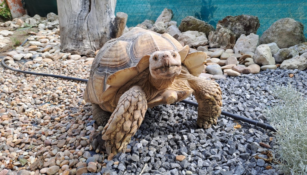 La tortuga africana de espolones estar tambin presente con dos parejas de la especie, de 23 y 12 aos