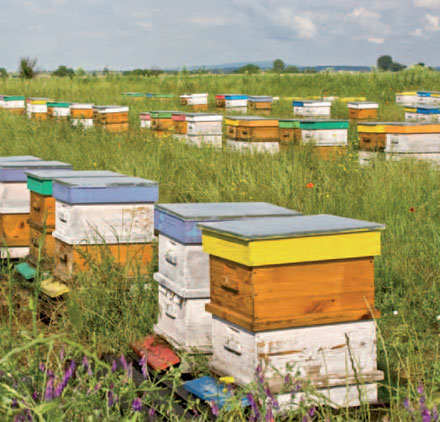 La apicultura espaola debe seguir contando con el mayor apoyo pblico posible por parte de la UE...
