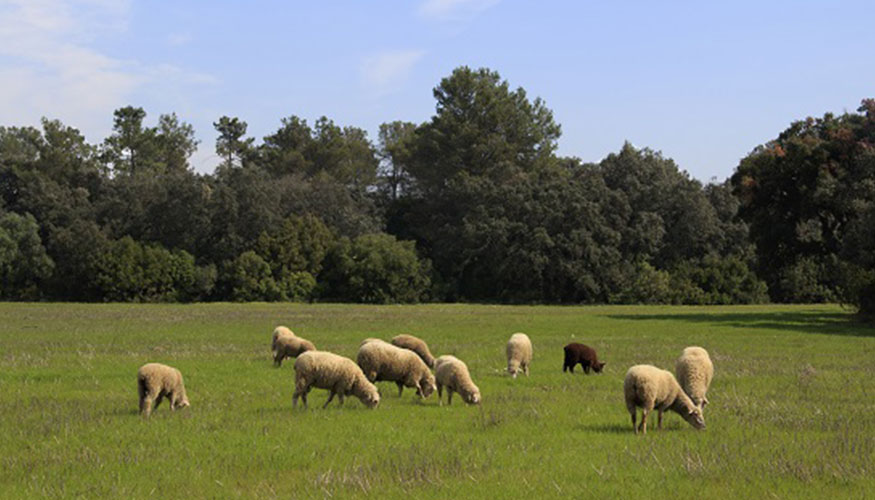 Rebaño ovino en Extremadura