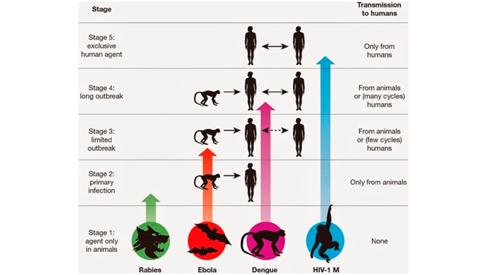 Figura 1. Podemos distinguir cinco etapas desde que un patgeno animal evoluciona hasta transformarse en un patgeno humano...