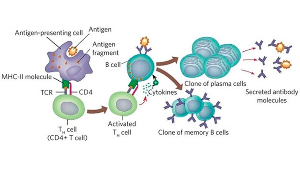 Figura 4. El origen y procesamiento del antgeno es determinante a la hora de inducir respuestas de tipo celular y humoral...