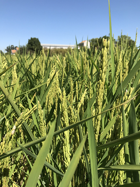 Plantas de arroz (Oryza sativa L.) durante o ciclo de desenvolvimento da cultura