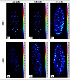 Figura 1. Localizao de Se no gro integral (controlo e aps aplicao de 300 g Se.ha-1)