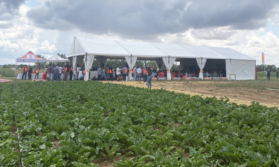 Vista de los ensayos de remolacha azucarera de KWS en Simancas (Valladolid)