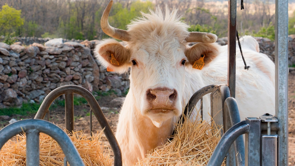 Una vaca, alimentndose en el Valle del Lozoya (Madrid). Foto: UPA