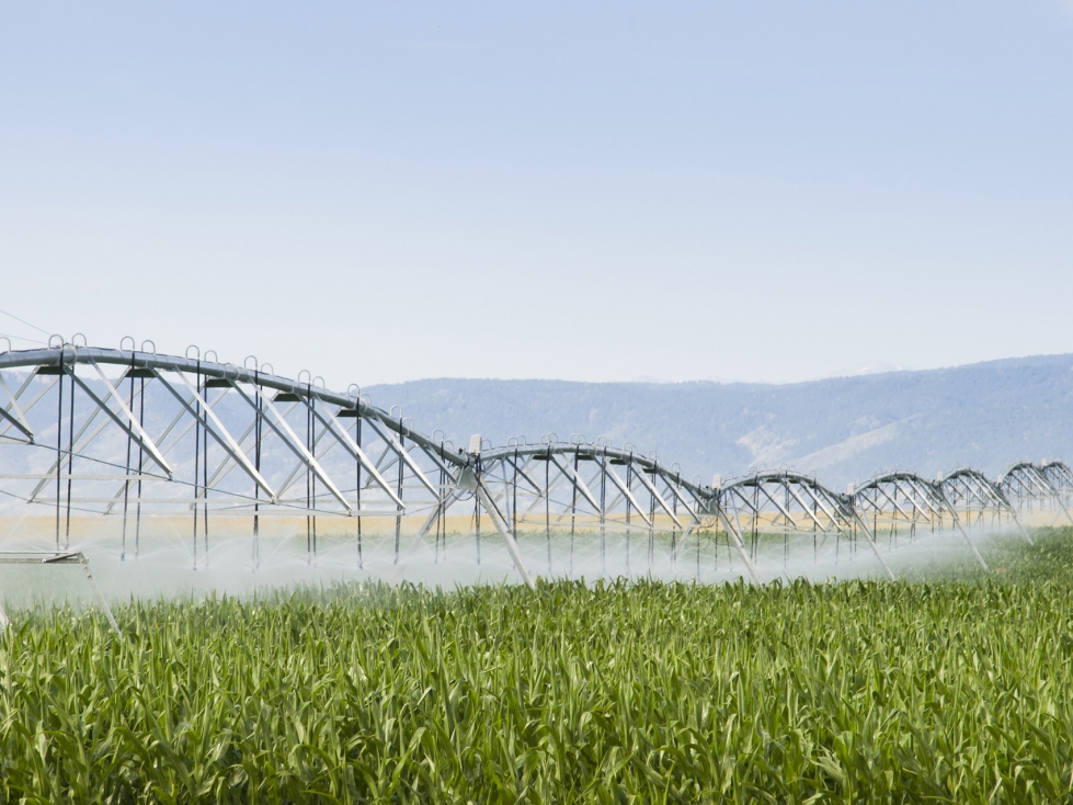 Ifapa pone al servicio de los productores nuevos documentos con recomendaciones de actuacin en situaciones de escasez de agua...