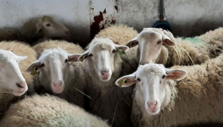 Ejemplares de la raza ovina Navarra