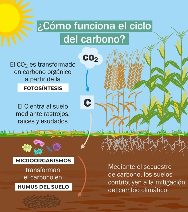 Foto 1. Ciclo del carbono. Fuente: INTA Argentina