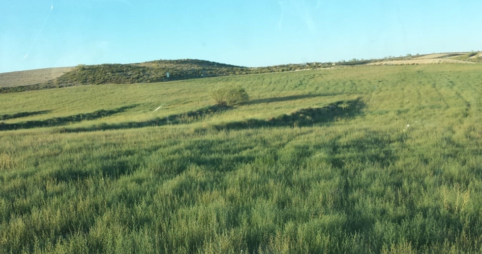 Foto 2. Cultivo de servicio espontneo en agosto (Kochia scoparia)-Perdiguera (Z). Fuente: Francisco Jaso (Socio AGRACON)...