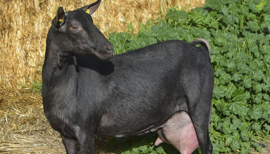 Ejemplar de la raza Murciano-Granadina