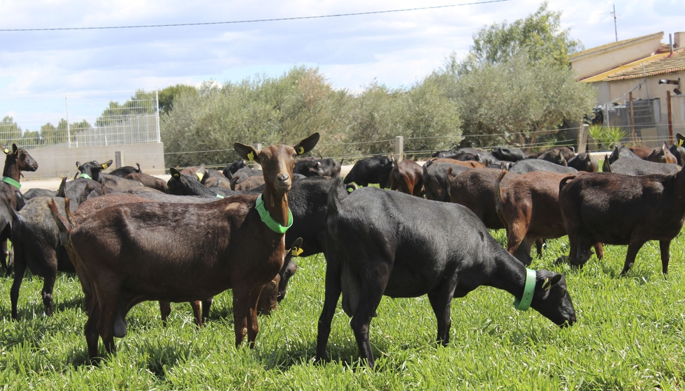 Cabras de aptitud lechera de una granja de la cooperativa