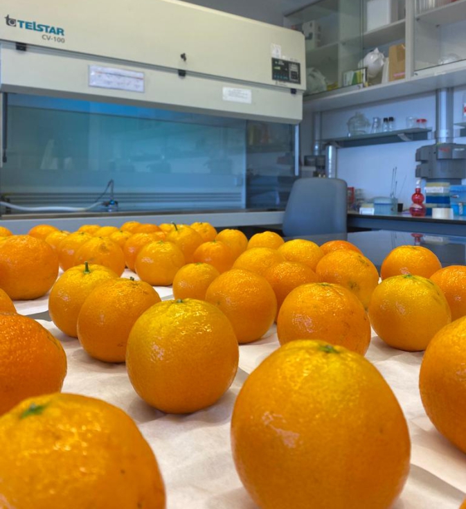 Ctricos en laboratorio. Foto: IRTA Fruitcentre (Lleida)