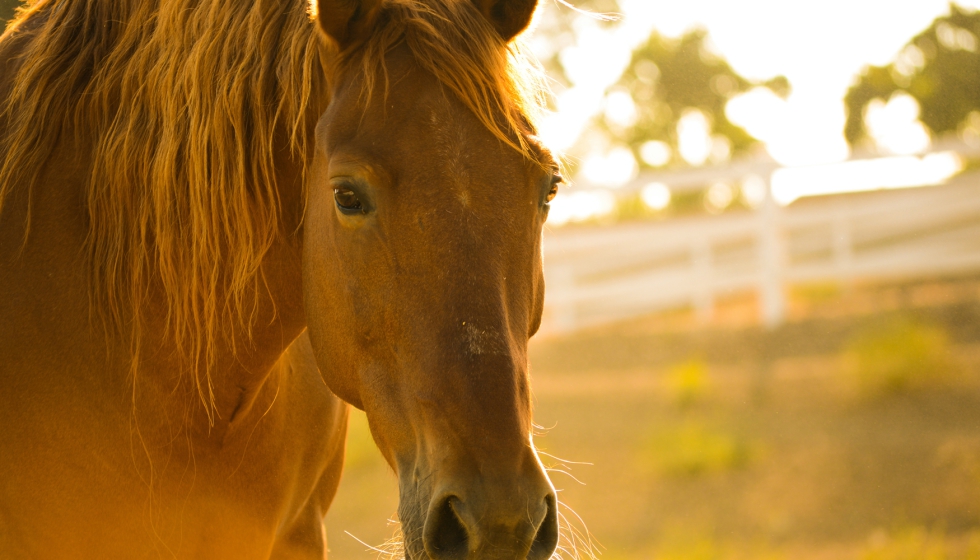 . Algunos de los caballos sacrificados presentaban "claros signos de melanomas". Foto de Kelly Forrister en Unsplash...
