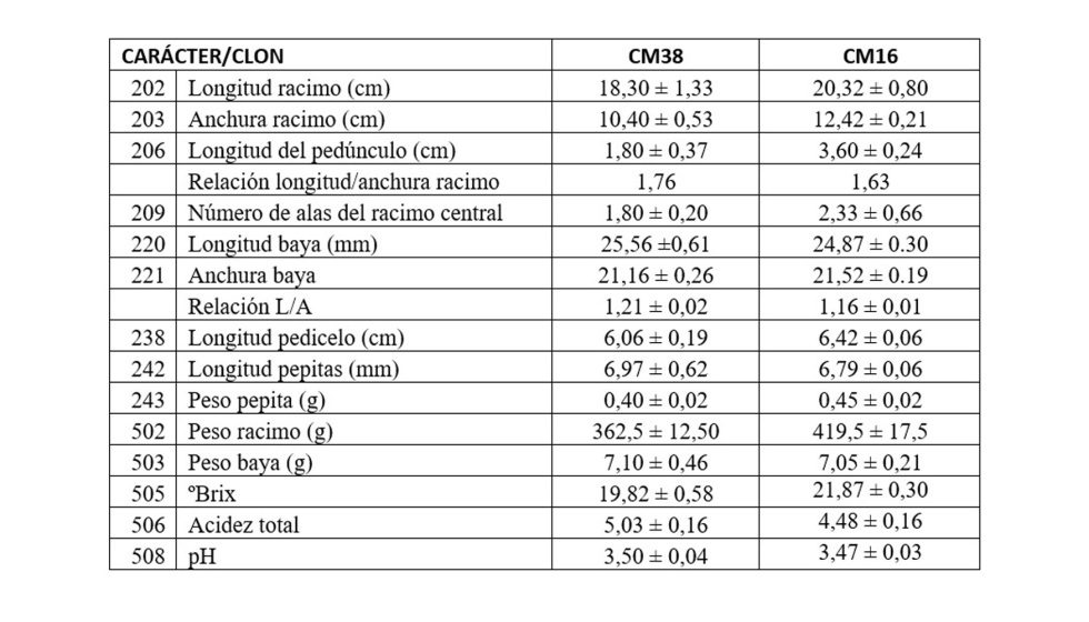Tabla 1. Caractersticas ampelogrficas de los racimos y las bayas de los clones CM38 y CM16