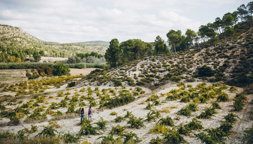 Viedos de Tardana en Villatoya (Albacete). Bodegas Gratias