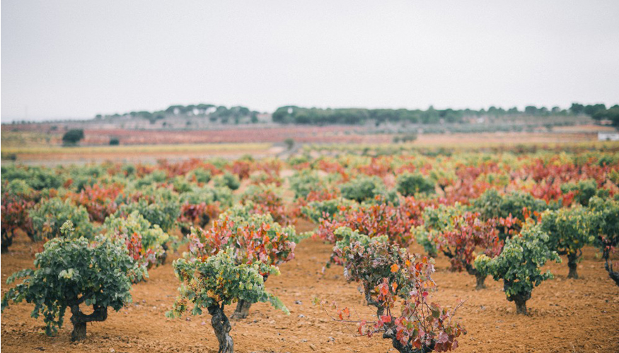 Parcelas de mezcla que forman parte del proyecto de recuperacin de variedades minoritarias en peligro de extincin, en La Manchuela. Bodegas Gratias...