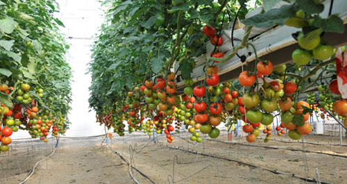 Nuevo sistema de cultivo de tomate sin suelo desarrollado en la Fundacin Cajamar, situada en El Ejido (Almera)