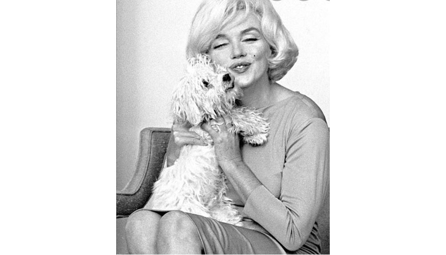 Marilyn Monroe. Fuente: www.bichonmaltesraza.com