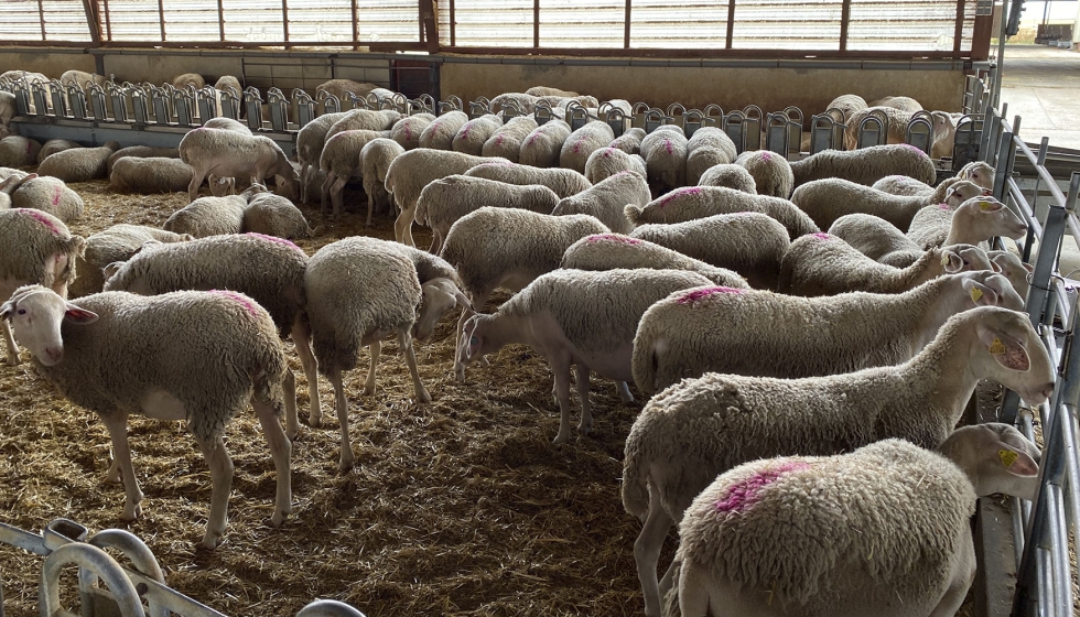 Interior de una explotacin ovina