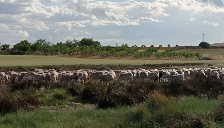 Reba�o ovino en Castilla-La Mancha