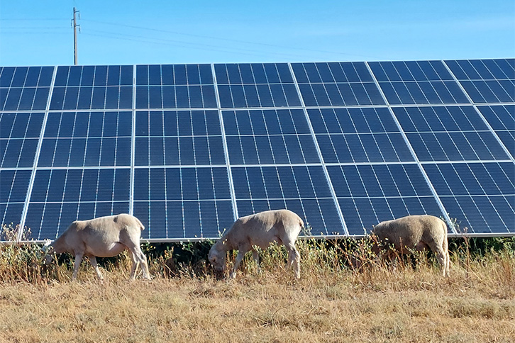 Pastoreio nos parques fotovoltaicos beneficia agropecuria e a sustentabilidade