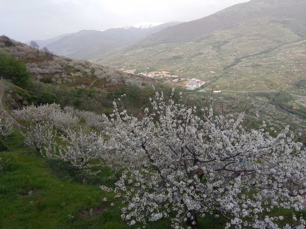 Vista panormica del Valle del Jerte con cerezos en flor. Foto: CICYTEX