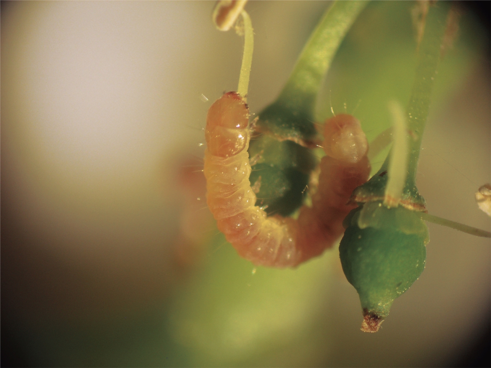 Imagen 1. Larva de la polilla