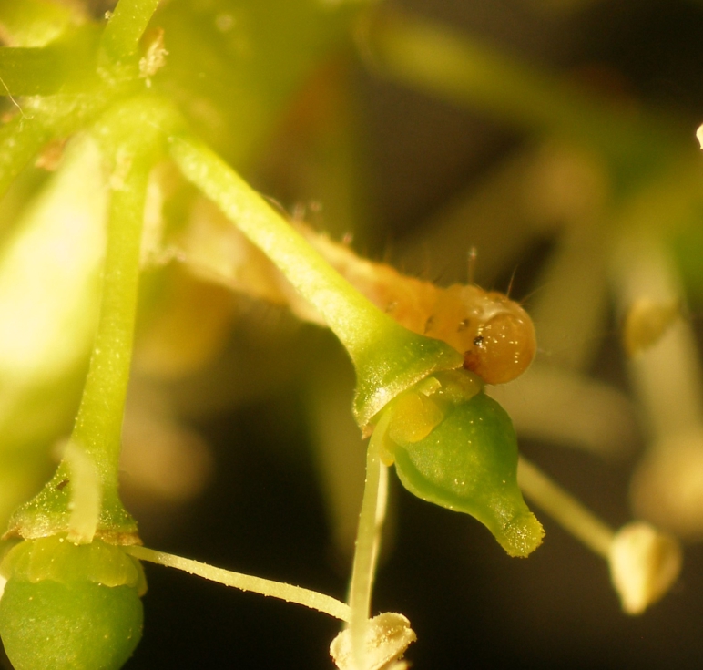 Imagen 2. Larva de polilla de primera generacin