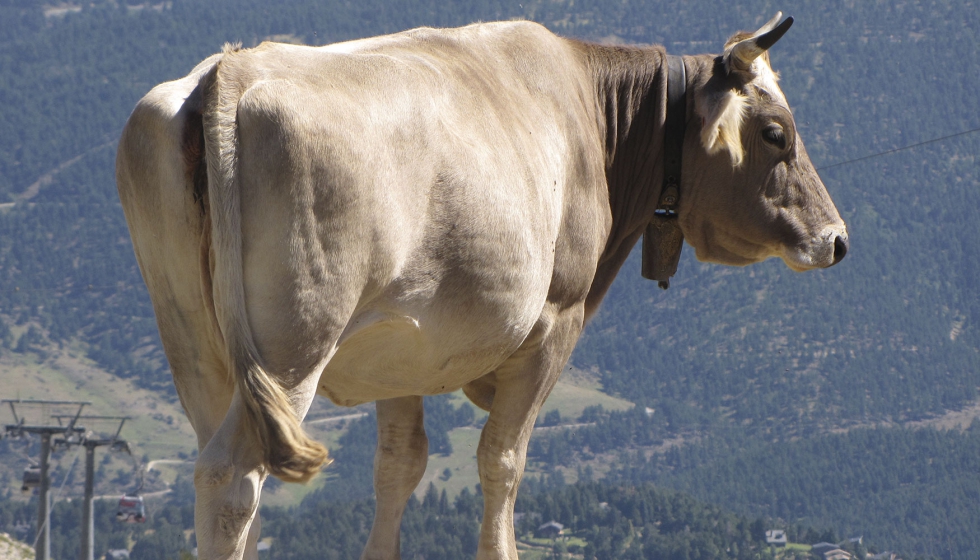 Vaca de aptitud crnica en una zona de montaa