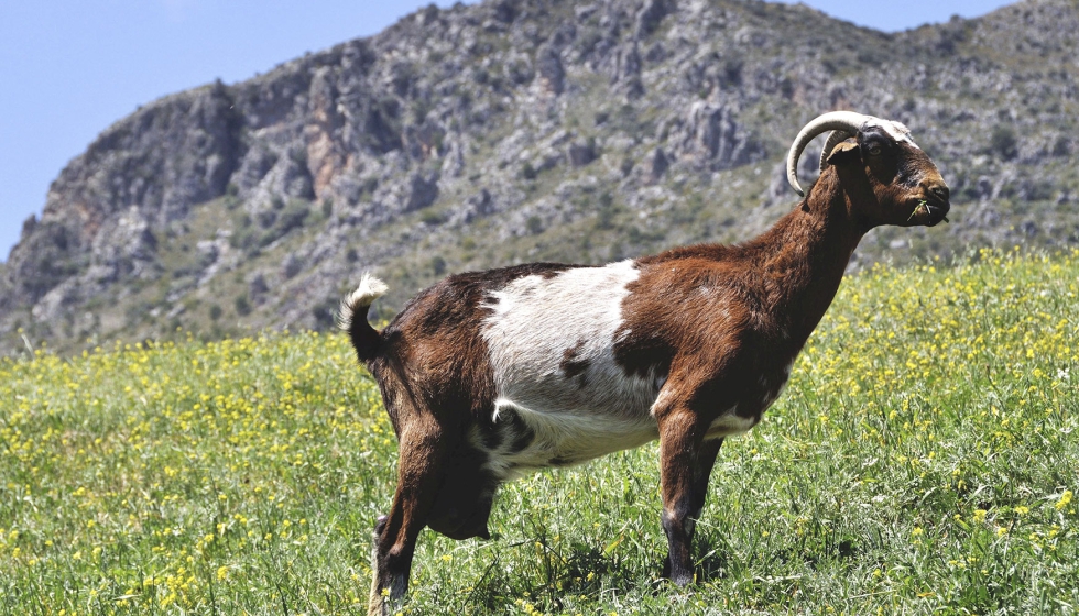 Ejemplar de cabra Payoya
