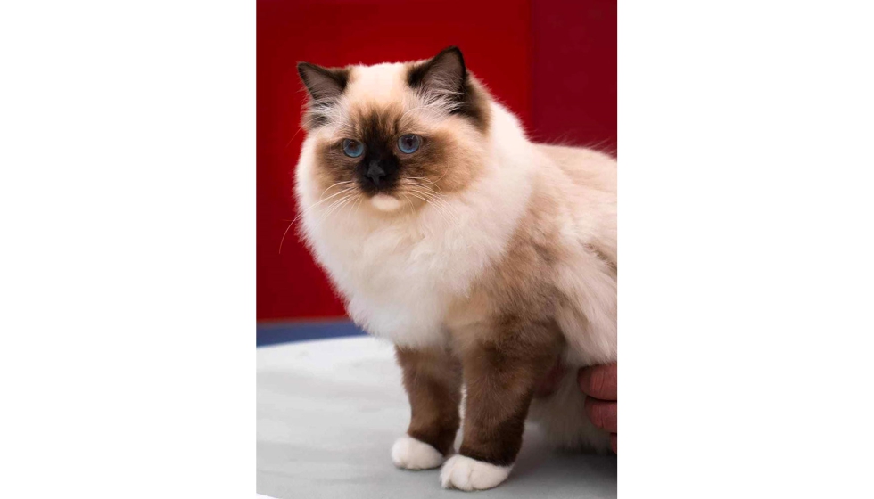 RagSweet seal mitted