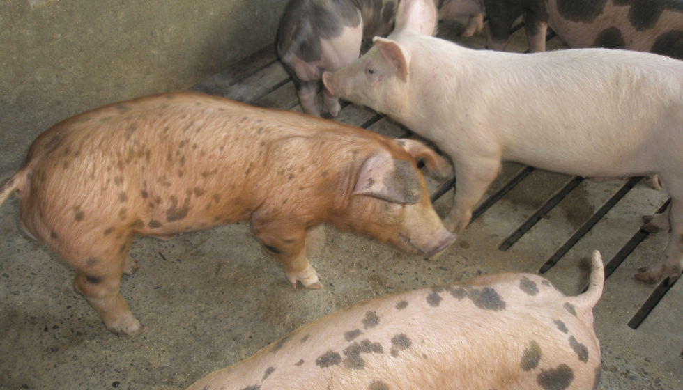 Ejemplares porcinos en una explotacin ganadera