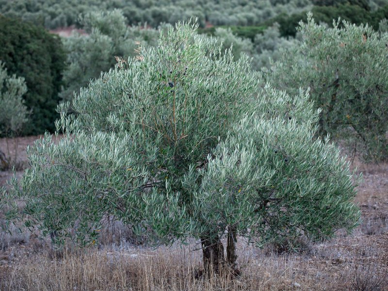 El estudio propone algunas especies de estas bacterias como base para desarrollar abonos que apoyen la lucha contra la plaga Xylella fastidiosa...