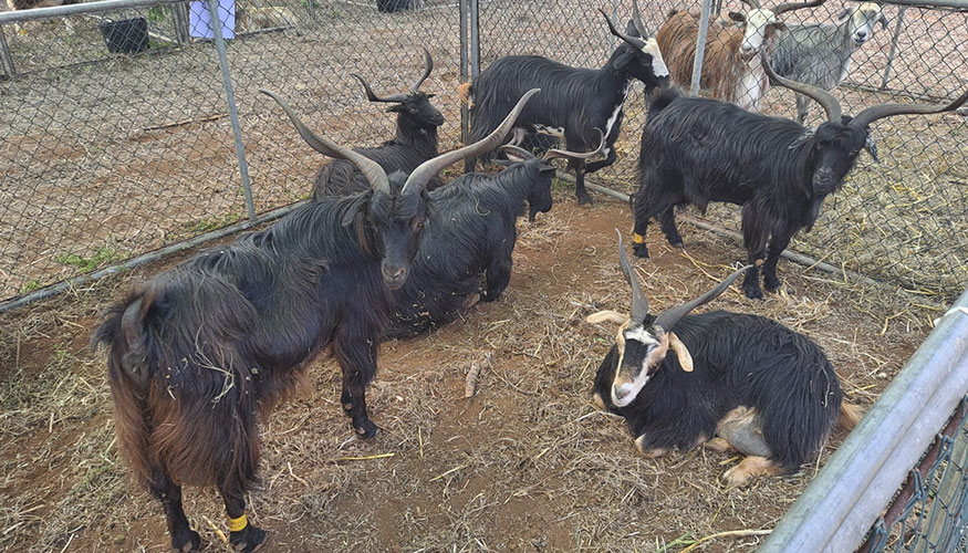 Ejemplares de Granja Montellano, participantes en el concurso