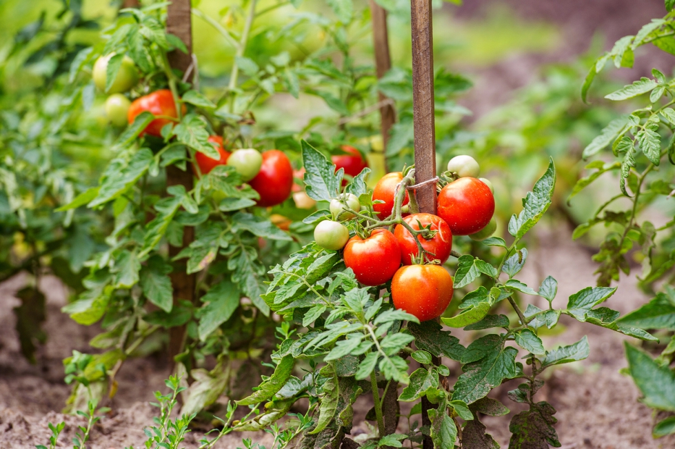 Plantas de tomate