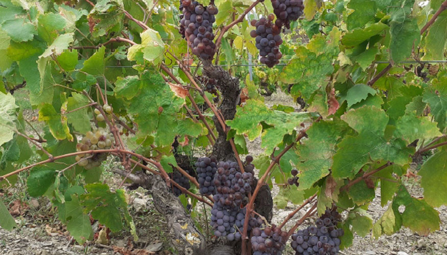 Una de las variedades de uva incorporadas: la Cariena roja